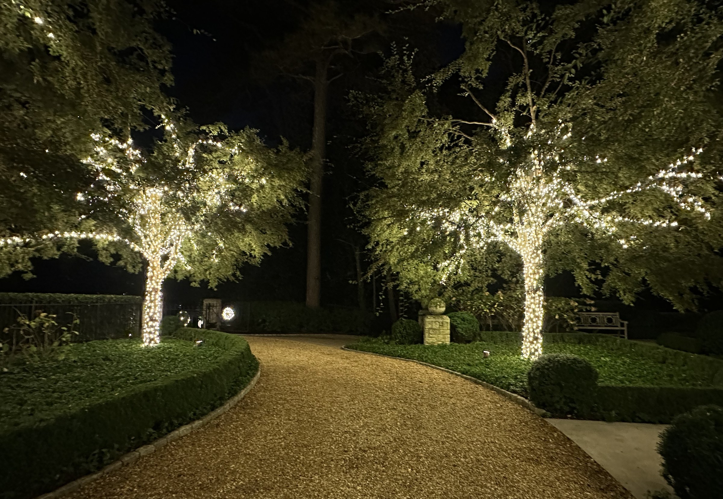 Wrapped hardwoods lining a gravel drive at night