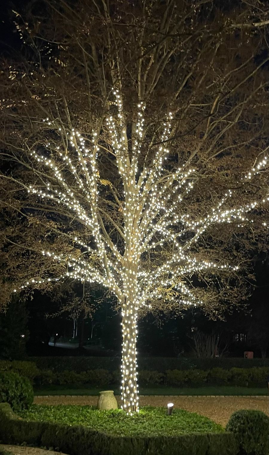 One specimen tree, wrapped trunk to canopy